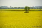 _DSC7219