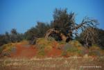 Namibia -172