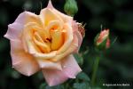 DSC_7847