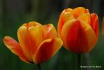 Tulpen