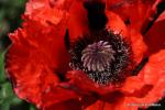 Mohn